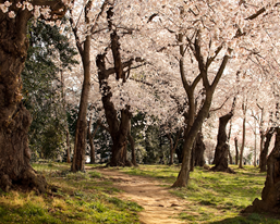 Hiking Trails - The Basho Wayfarer - Japan