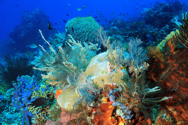Diving Places - Raja Ampat, Alor, Komodo - Indonesia