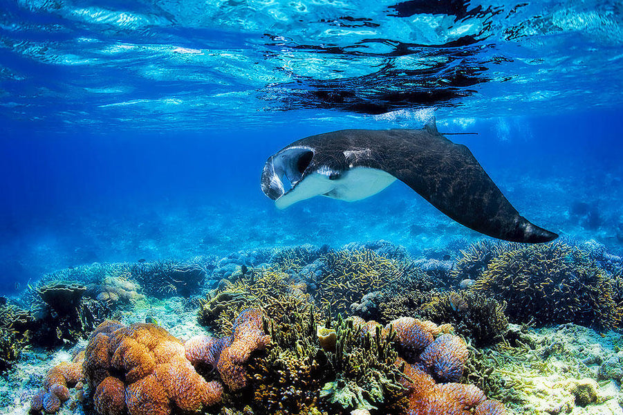 Exceptional Diving Sites: Raja Ampat